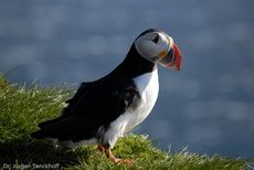 Papageitaucher (15 von 20).jpg